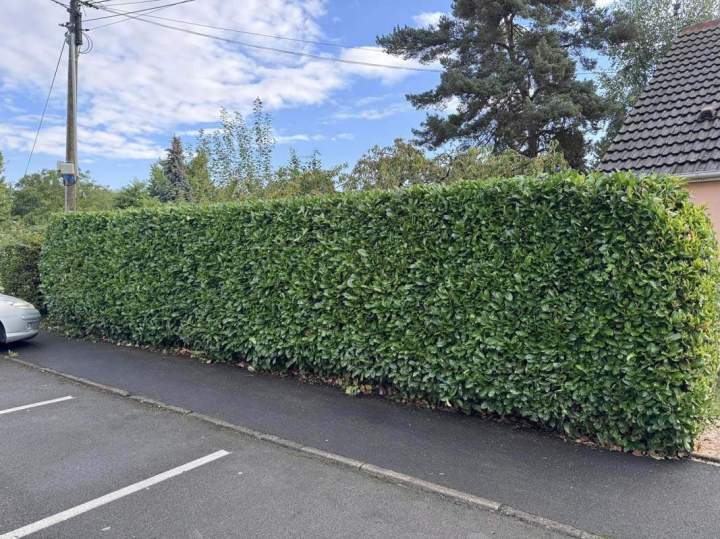 Élagage près d'Arras