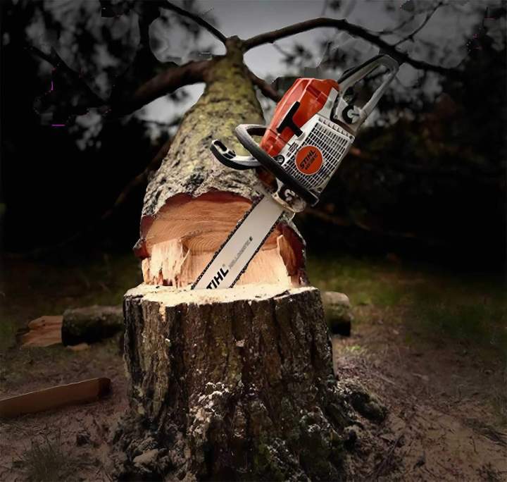 Entretien de vos arbres pour améliorer leur croissance