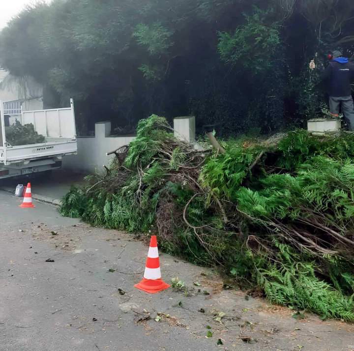 Service d’ élagage et abattage près d'Arras